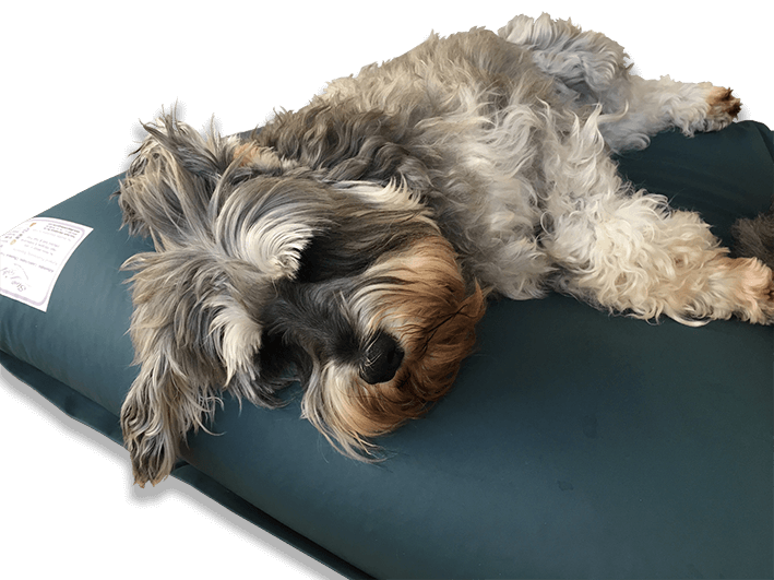 SupportApet Buckwheat Pet Bed Pure Earth Australia